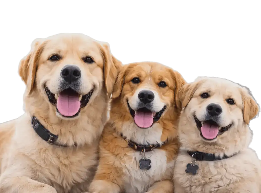 Happy dogs grouped together